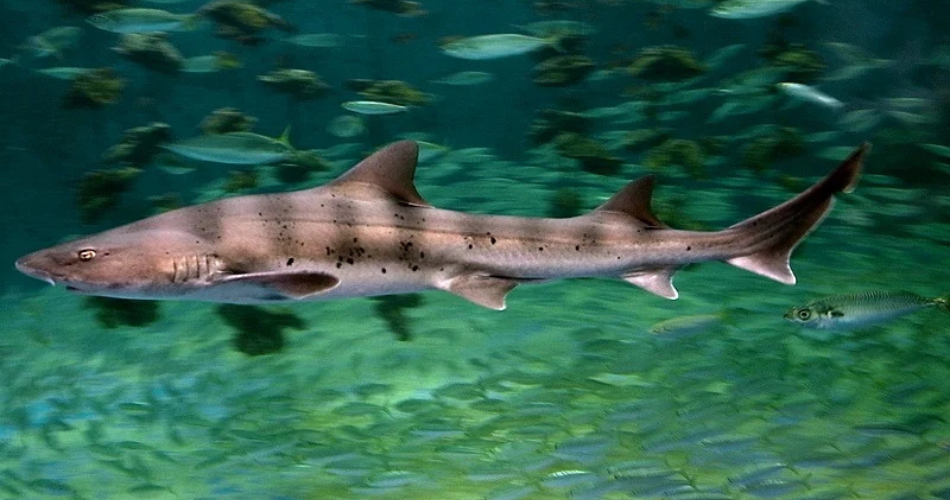 bigeye houndshark